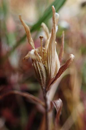 Gagea bohemica subsp. saxatilis \ Felsen-Gelbstern, D Rheinhessen, Neu-Bamberg 2.4.2021