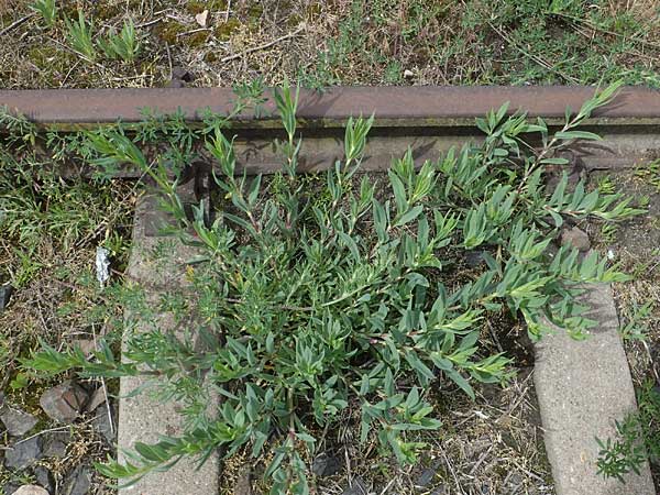 Gypsophila scorzonerifolia \ Schwarzwurzel-Gipskraut, D Mannheim 22.5.2021