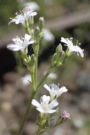 Gypsophila scorzonerifolia \ Schwarzwurzel-Gipskraut, D Mannheim 19.6.2021