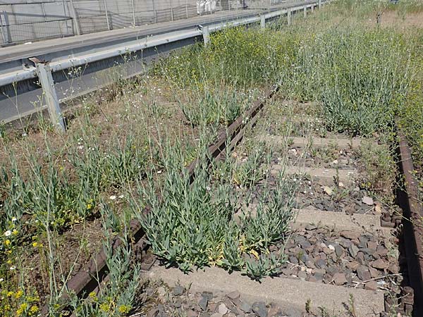 Gypsophila scorzonerifolia \ Schwarzwurzel-Gipskraut / Garden Baby's Breath, D Mannheim 19.6.2021