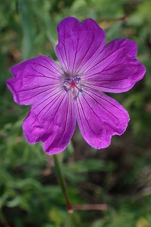 Geranium sanguineum \ Blut-Storchschnabel, Blutroter Storchschnabel / Bloody Crane's-Bill, D Weinheim an der Bergstraße 29.5.2022