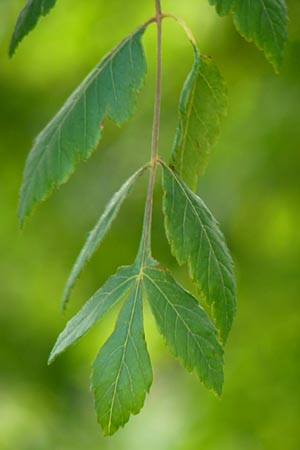 Koelreuteria paniculata \ Rispiger Blasenbaum, Blasen-Esche / Golden Rain Tree, D Mannheim 27.5.2015