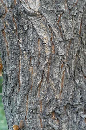 Koelreuteria paniculata \ Rispiger Blasenbaum, Blasen-Esche / Golden Rain Tree, D Mannheim 27.5.2015