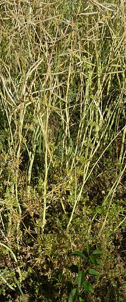 Galium tricornutum / Corn Cleavers, Roughfruit Corn Bedstraw, D Mühlacker-Großglattbach 6.7.2015