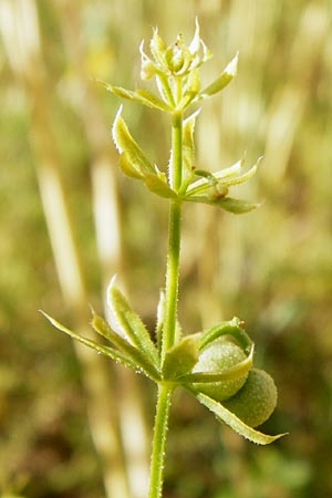 Galium tricornutum \ Dreihrniges Labkraut / Corn Cleavers, Roughfruit Corn Bedstraw, D Mühlacker-Großglattbach 6.7.2015