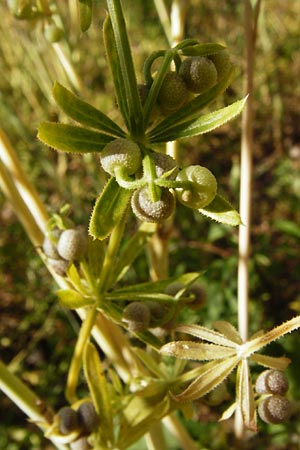 Galium tricornutum \ Dreihrniges Labkraut / Corn Cleavers, Roughfruit Corn Bedstraw, D Mühlacker-Großglattbach 6.7.2015