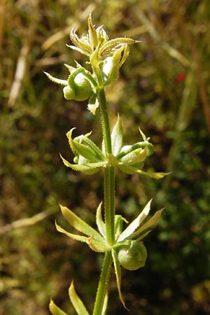 Galium tricornutum \ Dreihrniges Labkraut / Corn Cleavers, Roughfruit Corn Bedstraw, D Mühlacker-Großglattbach 6.7.2015