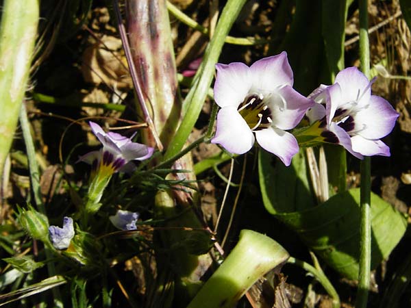 Gilia tricolor \ Vogeluglein / Byrd's Eyes, Tricolor Gilia, D Nördlingen 10.7.2015