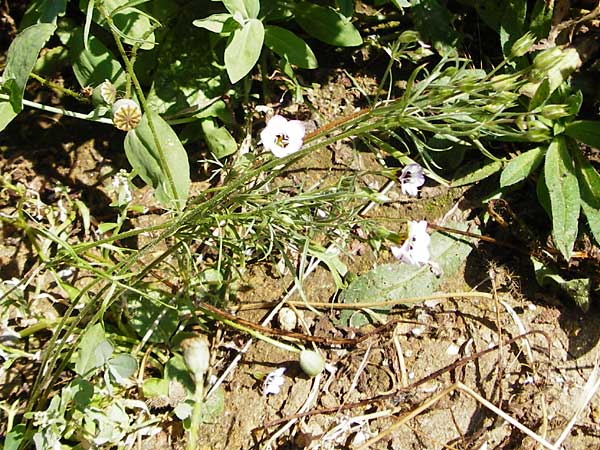 Gilia tricolor \ Vogeluglein / Byrd's Eyes, Tricolor Gilia, D Nördlingen 10.7.2015