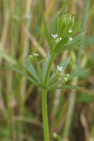 Galium tricornutum / Corn Cleavers, Roughfruit Corn Bedstraw, D Mühlacker-Großglattbach 26.6.2016