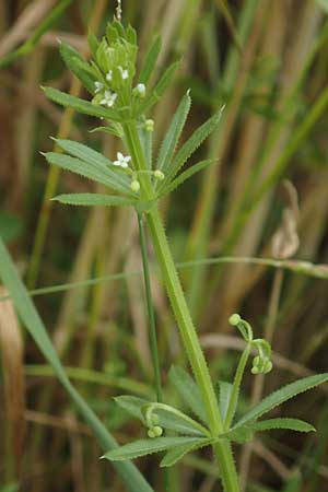 Galium tricornutum \ Dreihrniges Labkraut, D Mühlacker-Großglattbach 26.6.2016