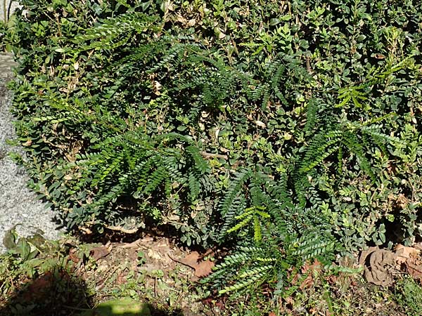 Gleditsia triacanthos \ Amerikanische Gleditschie, Lederhlsenbaum, D Mannheim 10.10.2019