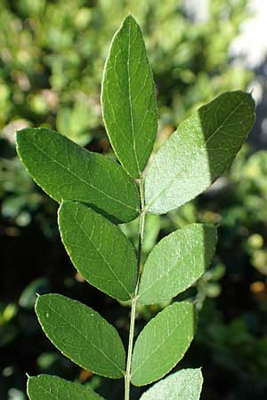 Gleditsia triacanthos \ Amerikanische Gleditschie, Lederhlsenbaum, D Mannheim 10.10.2019