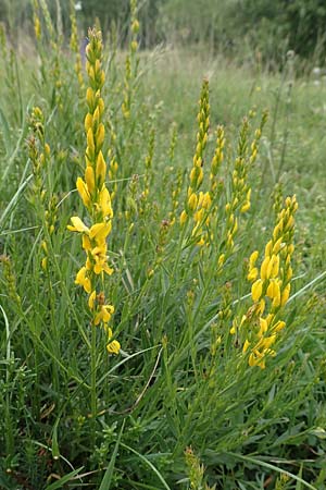 Genista tinctoria \ Frber-Ginster / Dyer's Greenweed, D Neuleiningen 25.5.2020