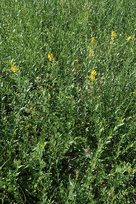 Genista tinctoria / Dyer's Greenweed, D Schifferstadt 12.8.2022