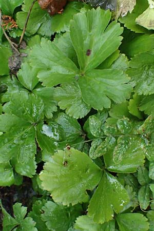 Geum ternatum \ Dreiblttrige Waldsteinie, Teppich-Ungarwurz, D Monschau 28.7.2023