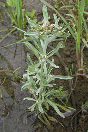 Gnaphalium uliginosum \ Sumpf-Ruhrkraut, D Babenhausen 11.8.2007