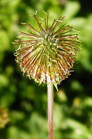 Geum urbanum \ Echte Nelkenwurz / Wood Avens, D Weinheim an der Bergstraße 5.6.2015