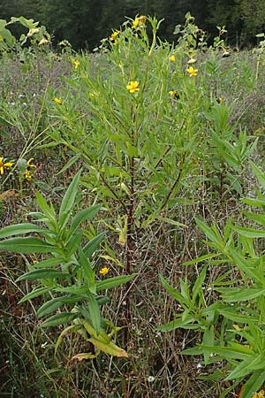 Guizotia abyssinica \ Ramtillkraut, Nigersaat, D Mosbach-Eisenbusch 8.9.2015