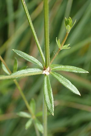 Galium uliginosum \ Moor-Labkraut / Fen Bedstraw, D Kleinwallstadt am Main 16.7.2016