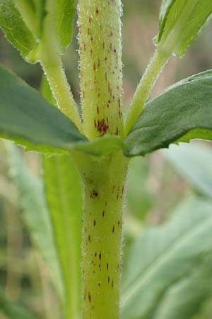 Guizotia abyssinica \ Ramtillkraut, Nigersaat / Niger, Gingelli, D Mannheim 3.10.2017