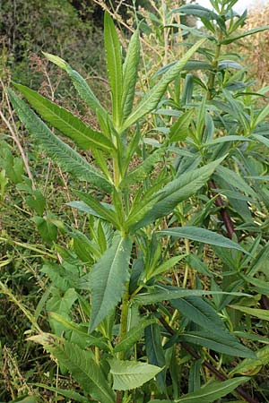 Guizotia abyssinica \ Ramtillkraut, Nigersaat / Niger, Gingelli, D Mannheim 3.10.2017