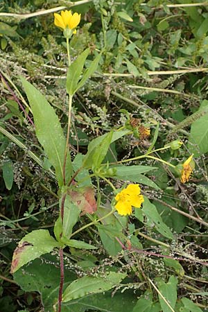 Guizotia abyssinica \ Ramtillkraut, Nigersaat, D Mannheim 3.10.2017