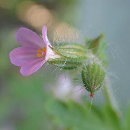 Geranium urbanum / City Crane's-Bill, D Aachen 24.5.2018