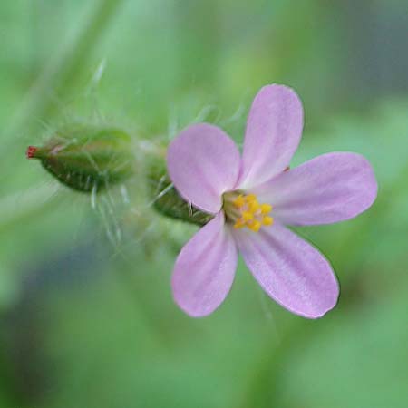 Geranium urbanum \ Stadt-Storchschnabel, D Aachen 24.5.2018