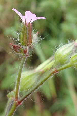 Geranium urbanum \ Stadt-Storchschnabel, D Aachen 24.5.2018