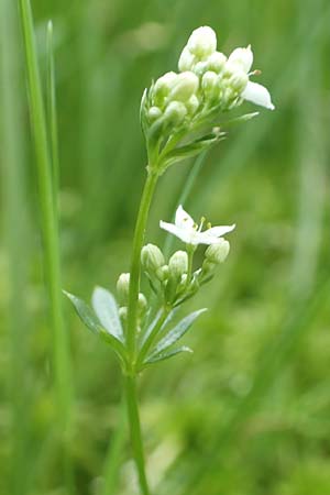 Galium uliginosum \ Moor-Labkraut / Fen Bedstraw, D Olfen 27.5.2018