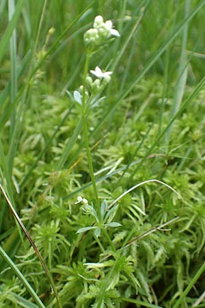 Galium uliginosum \ Moor-Labkraut / Fen Bedstraw, D Olfen 27.5.2018