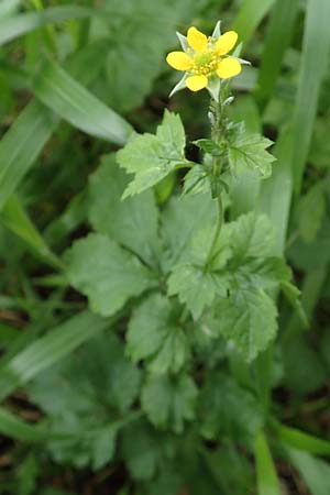 Geum urbanum \ Echte Nelkenwurz, D Neuleiningen 25.5.2020