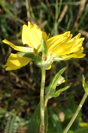 Guizotia abyssinica \ Ramtillkraut, Nigersaat, D Meißenheim 29.10.2022