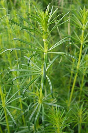 Galium verum \ Echtes Labkraut, D Mannheim 18.5.2010