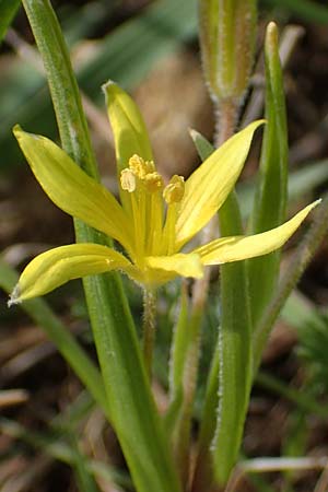 Gagea villosa \ Acker-Gelbstern, D Neuleiningen 13.4.2021