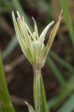 Gagea villosa \ Acker-Gelbstern, D Neuleiningen 13.4.2021