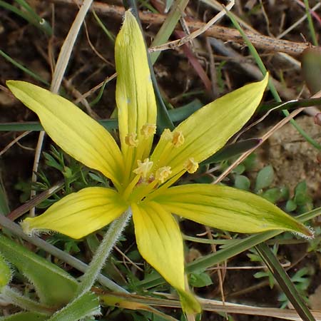 Gagea villosa \ Acker-Gelbstern, D Neuleiningen 16.3.2022