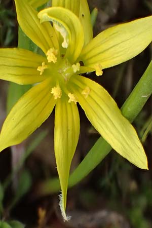 Gagea villosa \ Acker-Gelbstern / Hairy Star of Bethlehem, D Neuleiningen 16.3.2022