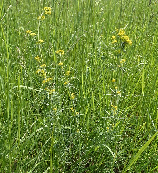 Galium wirtgenii \ Wirtgens Labkraut / Wirtgen's Bedstraw, D Lampertheim 12.5.2018