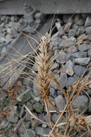 Triticum aestivum \ Saat-Weizen, Weich-Weizen, D Mannheim 2.9.2018