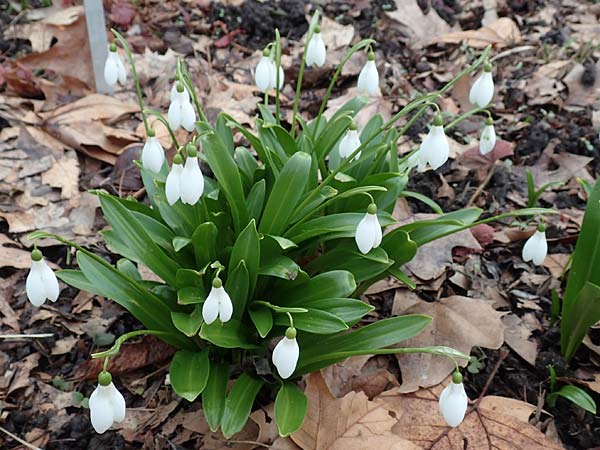 Galanthus woronowii / Woronow's Snowdrop, Green Snowdrop, D Weinheim an der Bergstraße, Botan. Gar.  Hermannshof 13.2.2019