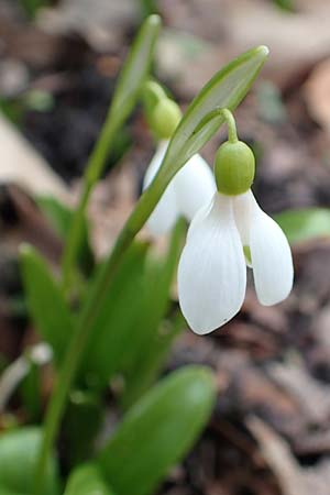 Galanthus woronowii / Woronow's Snowdrop, Green Snowdrop, D Weinheim an der Bergstraße, Botan. Gar.  Hermannshof 13.2.2019