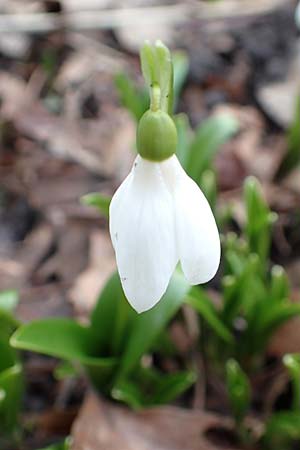 Galanthus woronowii \ Woronow-Schneeglckchen / Woronow's Snowdrop, Green Snowdrop, D Weinheim an der Bergstraße, Botan. Gar.  Hermannshof 13.2.2019