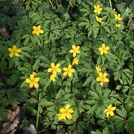 Anemone ranunculoides \ Gelbes Windrschen, D Mannheim 9.4.2021