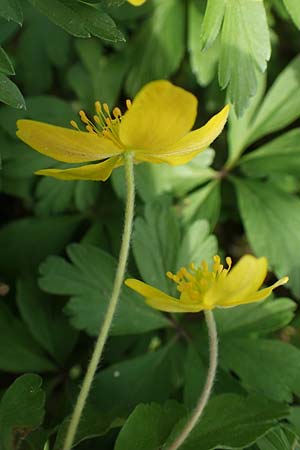 Anemone ranunculoides \ Gelbes Windrschen / Yellow Anemone, D Mannheim 9.4.2021