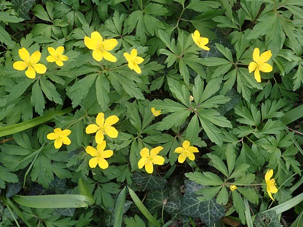 Anemone ranunculoides \ Gelbes Windrschen / Yellow Anemone, D Mannheim 9.4.2021