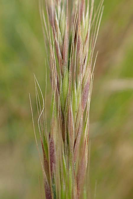 Festuca myuros \ Museschwanz-Federschwingel, Gewhnlicher Federschwingel, D Waltrop 14.6.2018