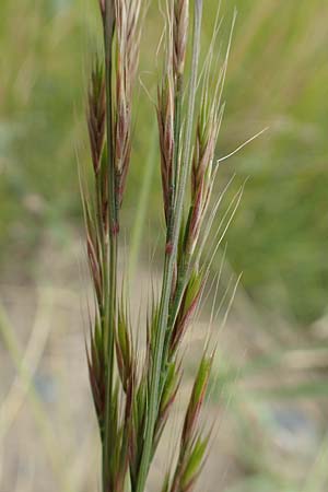 Festuca myuros \ Museschwanz-Federschwingel, Gewhnlicher Federschwingel / Rat's-Tail Fescue, D Waltrop 14.6.2018