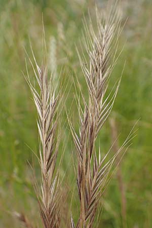 Festuca myuros \ Museschwanz-Federschwingel, Gewhnlicher Federschwingel, D Waltrop 14.6.2018